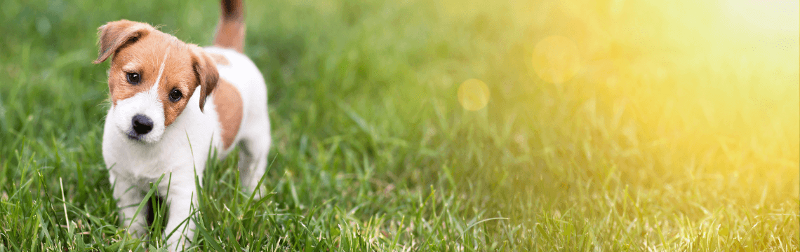 Pets: Love ‘em and Leave ‘em – Wacky Tax Wednesday