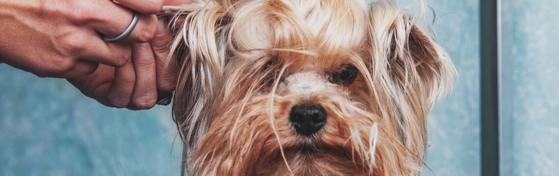 A small dog being groomed.
