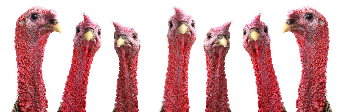 turkeys staring at viewer Pardoned turkeys give sales tax the bird